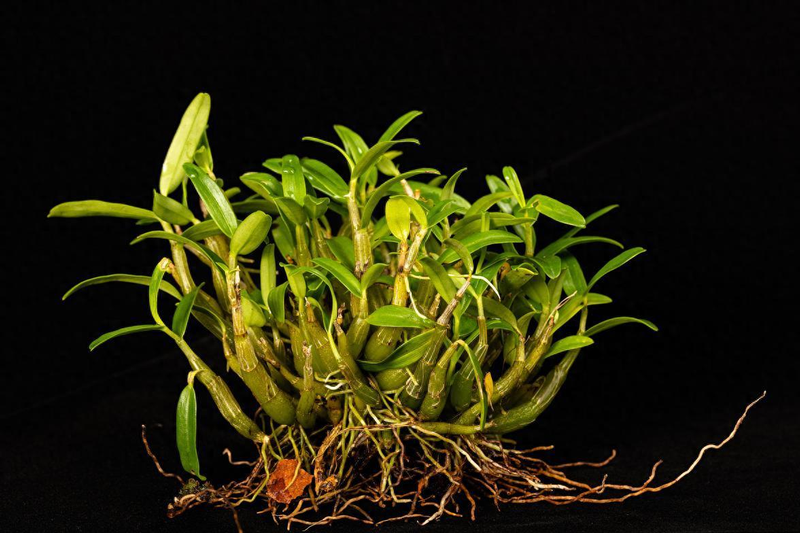 The family of the stone growing method