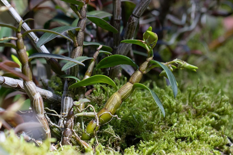 The family of the stone growing method