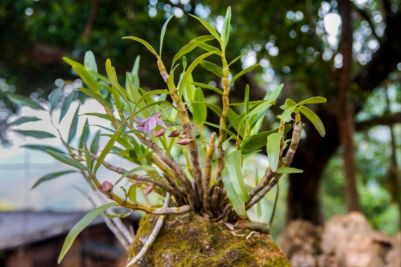The family of the stone growing method