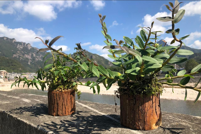 The family of the stone growing method