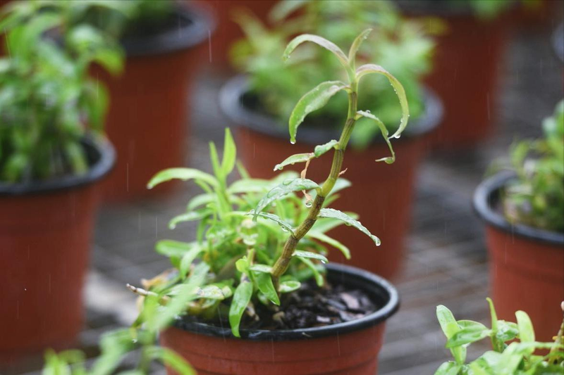The family of the stone growing method