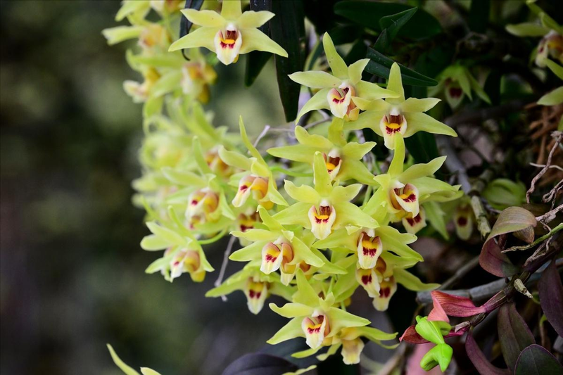 The family of the stone growing method