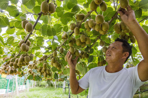 West canyon dried mushrooms - weekly