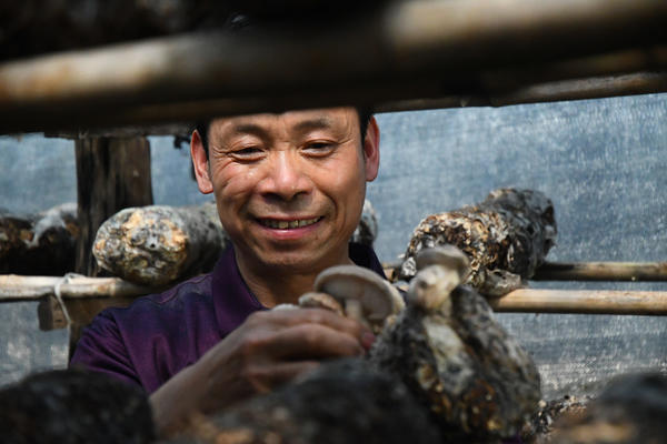 West canyon dried mushrooms - weekly