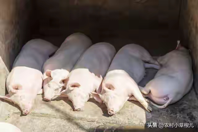 150养猪模式成本