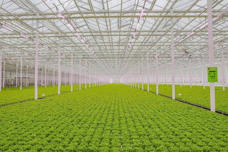 Video of the method of growing the lettuce