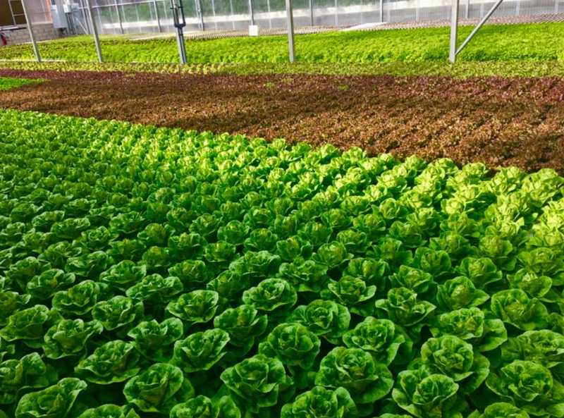 Video of the method of growing the lettuce
