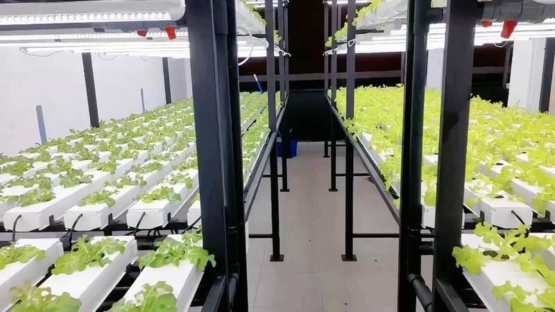 Video of the method of growing the lettuce