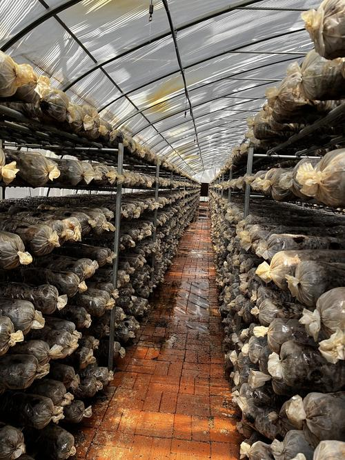 West canyon dried mushrooms - weekly