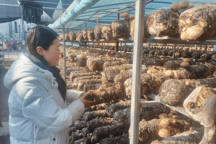 West canyon dried mushrooms - weekly