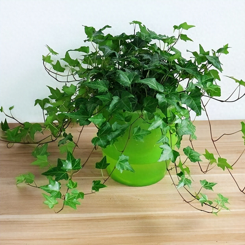 常春藤图片及养殖方法