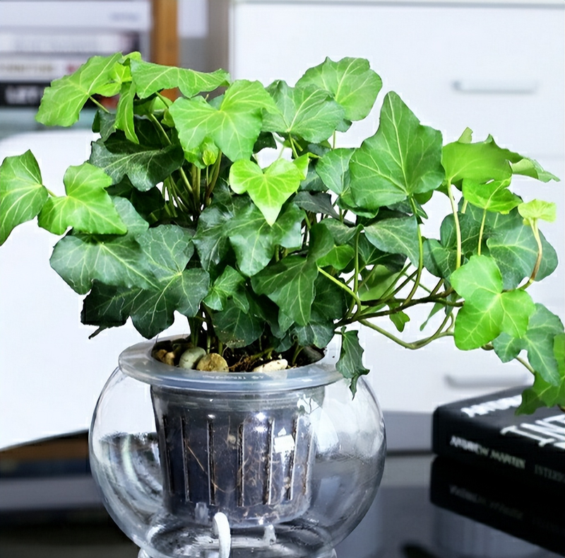 常春藤图片及养殖方法