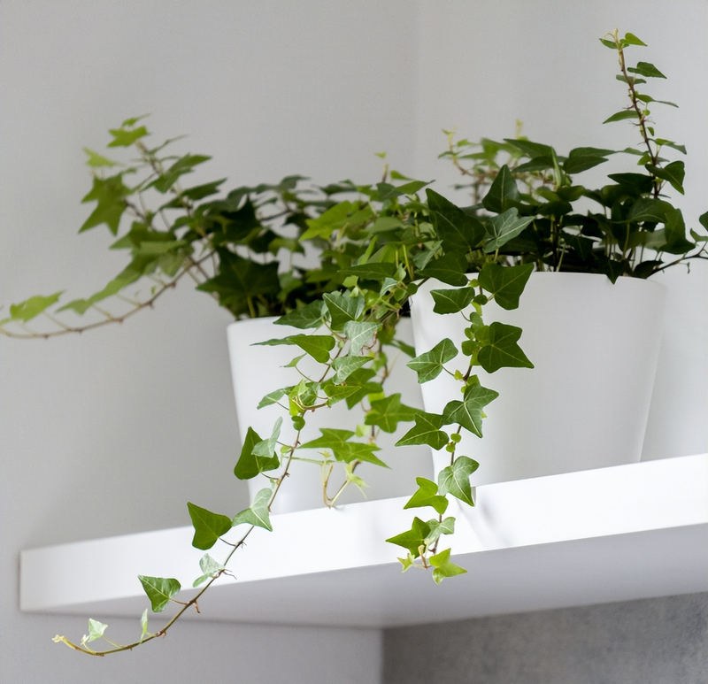 常春藤图片及养殖方法