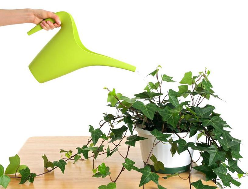 常春藤图片及养殖方法