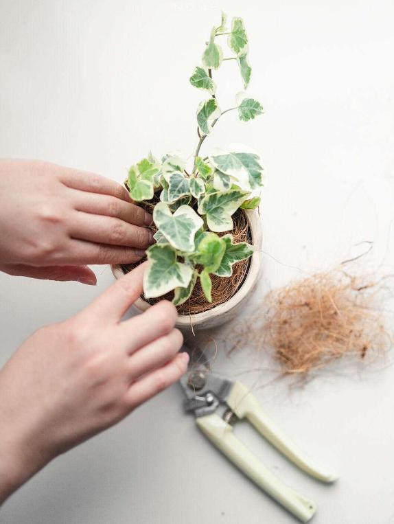 常春藤图片及养殖方法