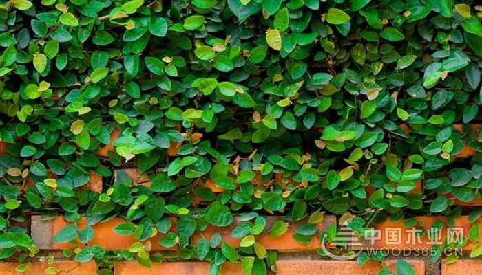 常春藤图片及养殖方法