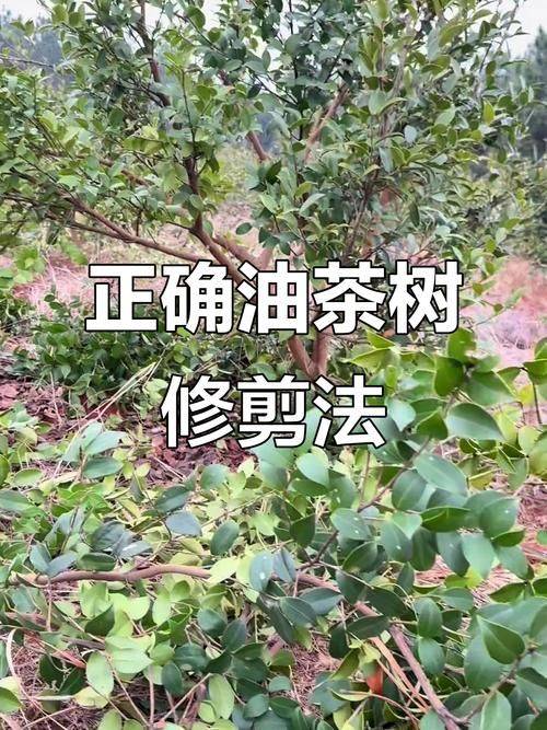 Video on oil and tea tree cultivation techniques