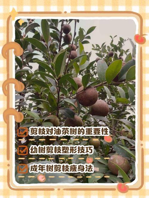 Video on oil and tea tree cultivation techniques