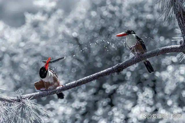 摄影作品赏析术语