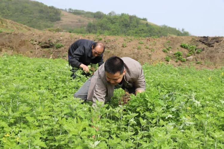 Aie's planting technology video