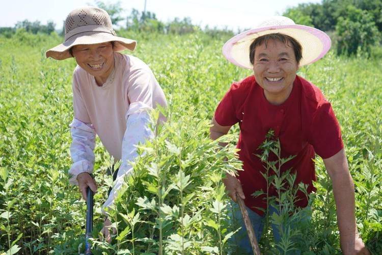 Aie's planting technology video