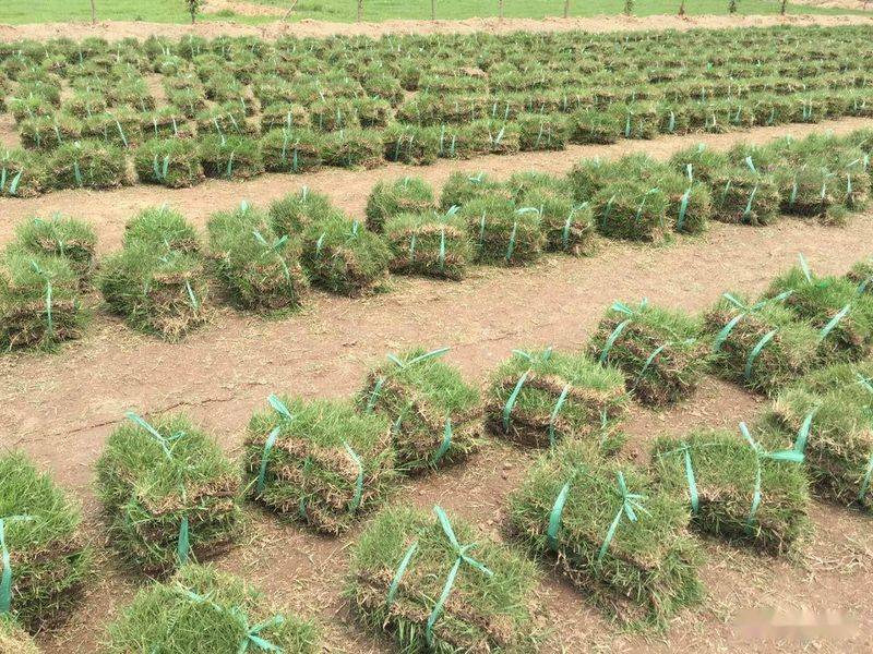 黑麦草种植技术