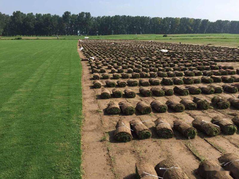 黑麦草种植技术