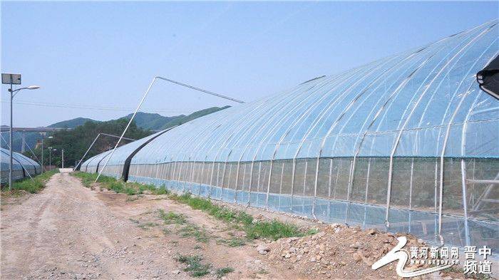 Technology for cucumber cultivation