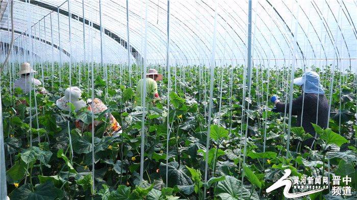 Technology for cucumber cultivation