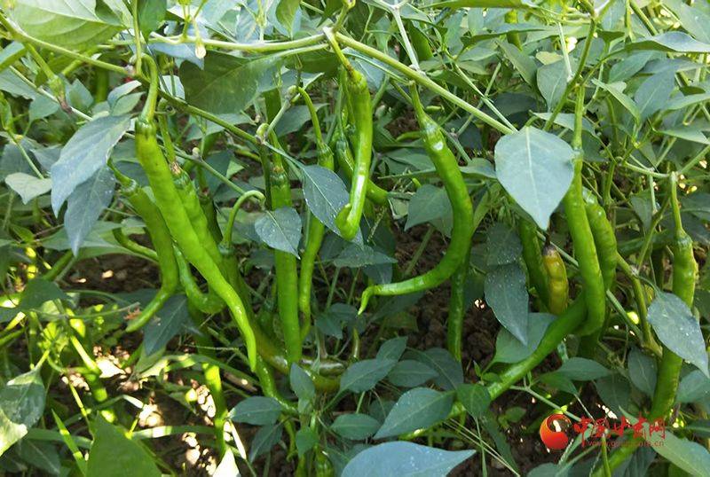 Technology for cucumber cultivation