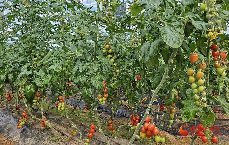 Technology for cucumber cultivation