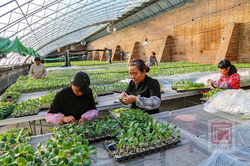 Technology for cucumber cultivation