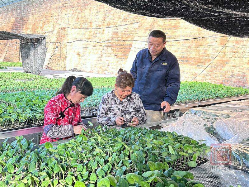 Technology for cucumber cultivation