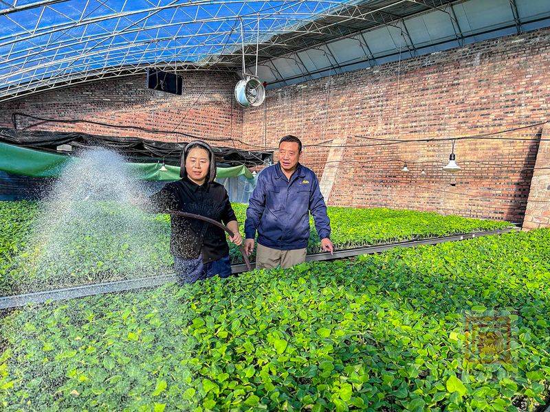 Technology for cucumber cultivation