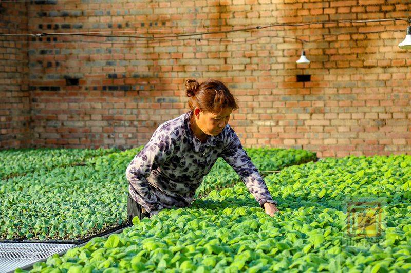 Technology for cucumber cultivation