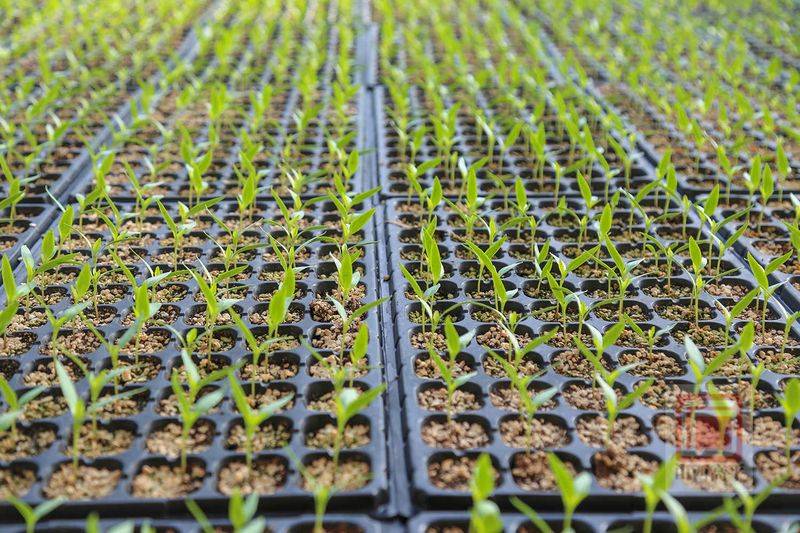 Technology for cucumber cultivation