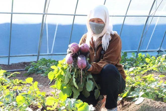 Technology for cucumber cultivation