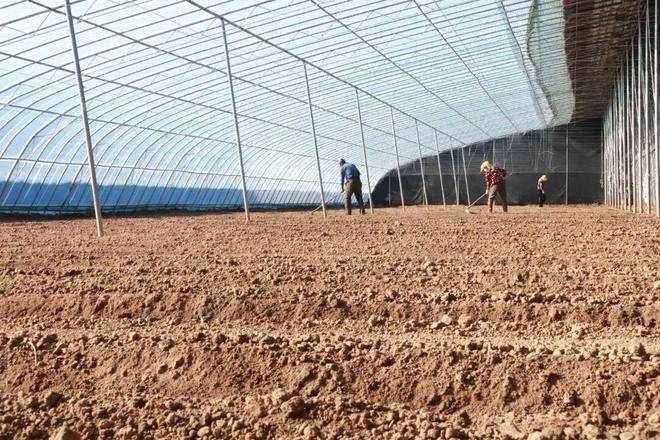 Technology for cucumber cultivation