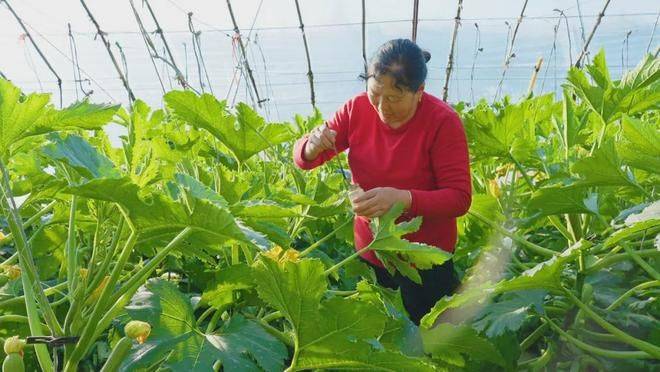 Technology for cucumber cultivation
