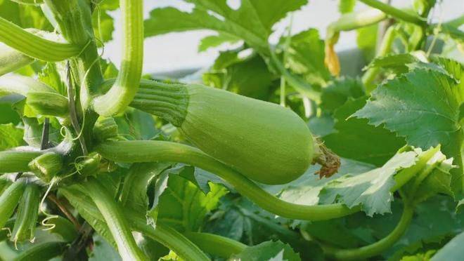 Technology for cucumber cultivation