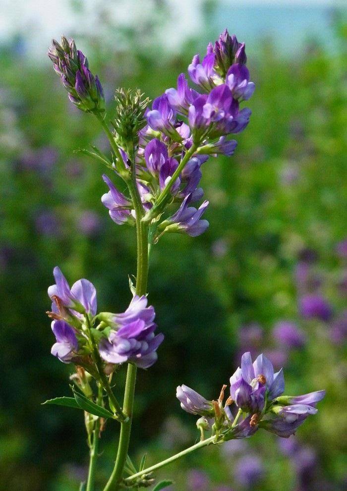 Technology for ryegrass cultivation