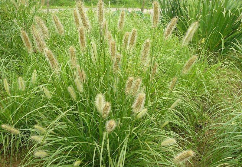 Technology for ryegrass cultivation