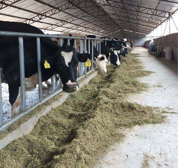 Technology for ryegrass cultivation