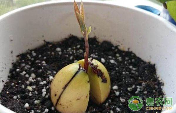 Various fruit seed-planting methods