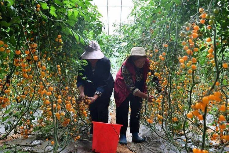 Technology for cucumber cultivation