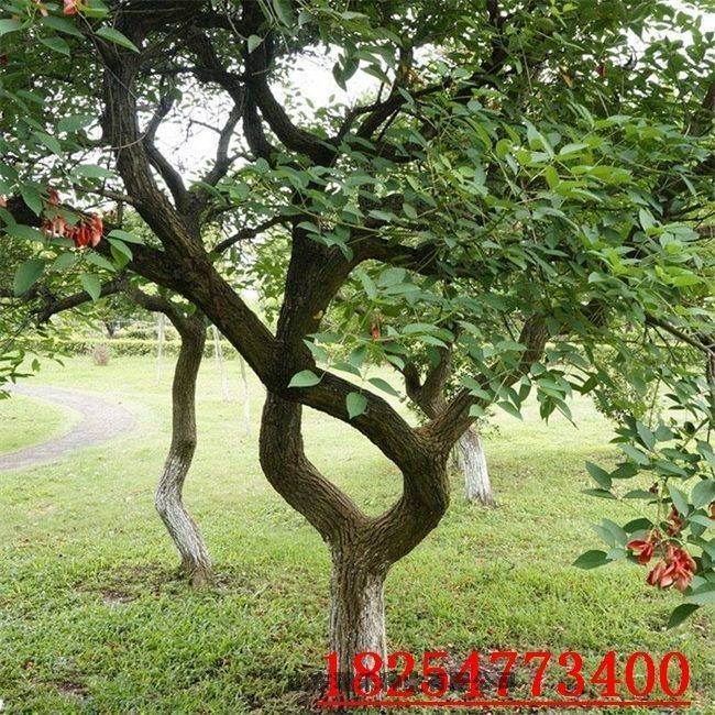 Technology for ryegrass cultivation