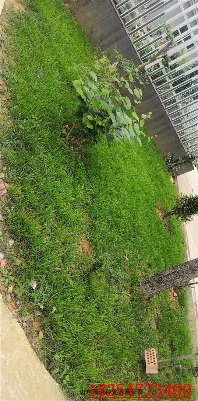 Technology for ryegrass cultivation