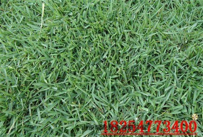 Technology for ryegrass cultivation