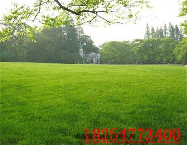 Technology for ryegrass cultivation