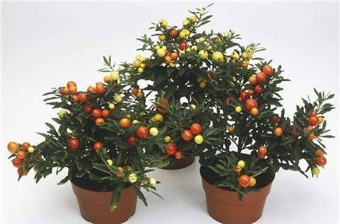 Various fruit seed-planting methods